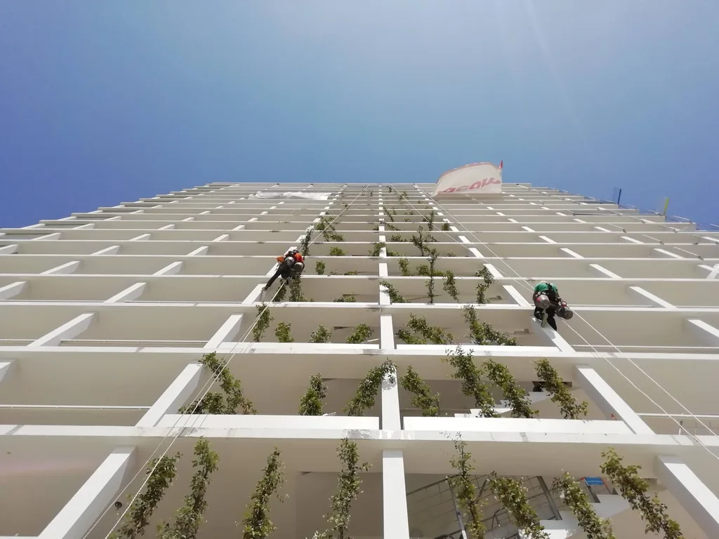 Rope access technicians maintaining a green facade