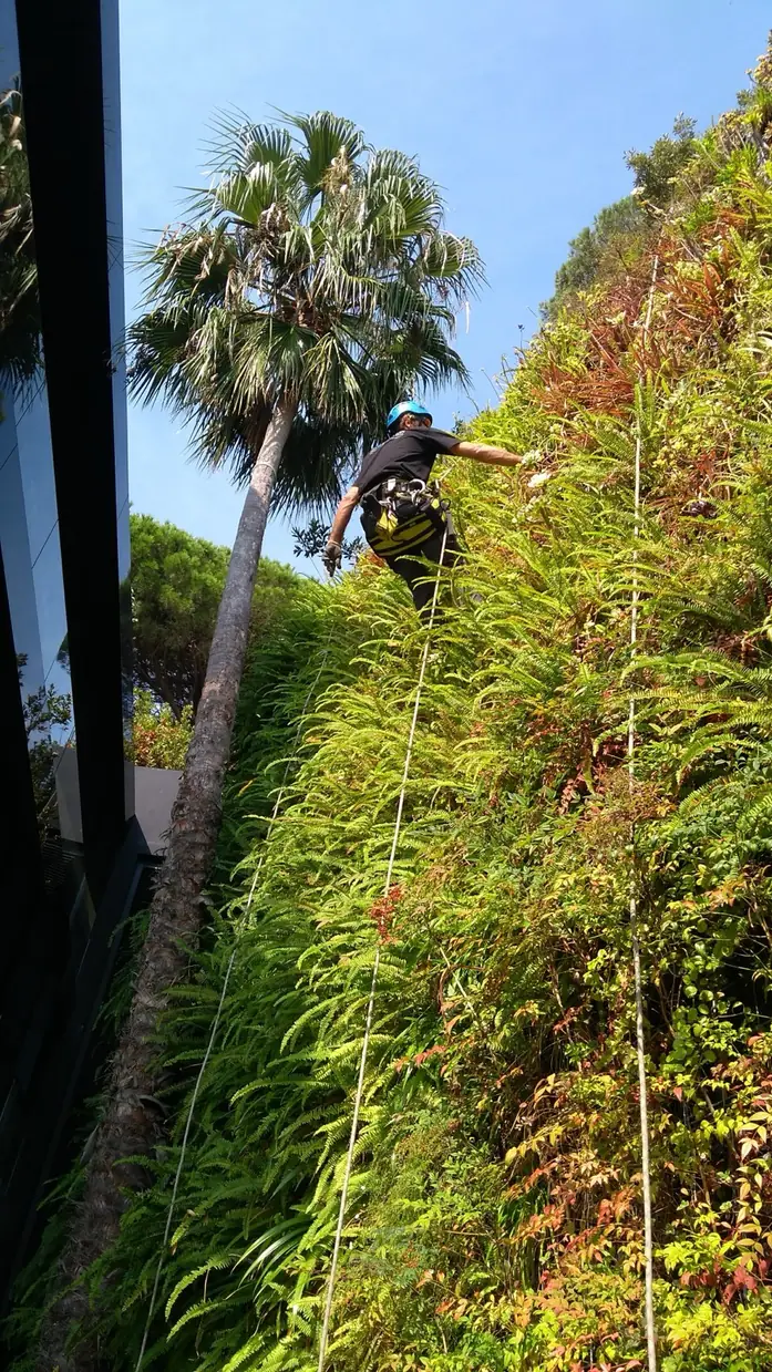 Rope access technician maintaining a green wall
