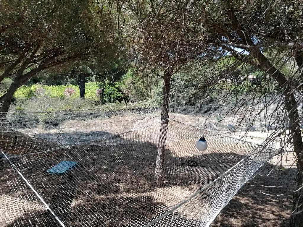 Nets stretched beneath the pines