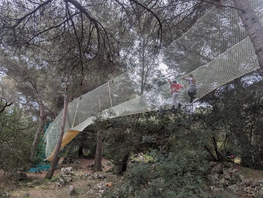 Net walkway in a pine forest